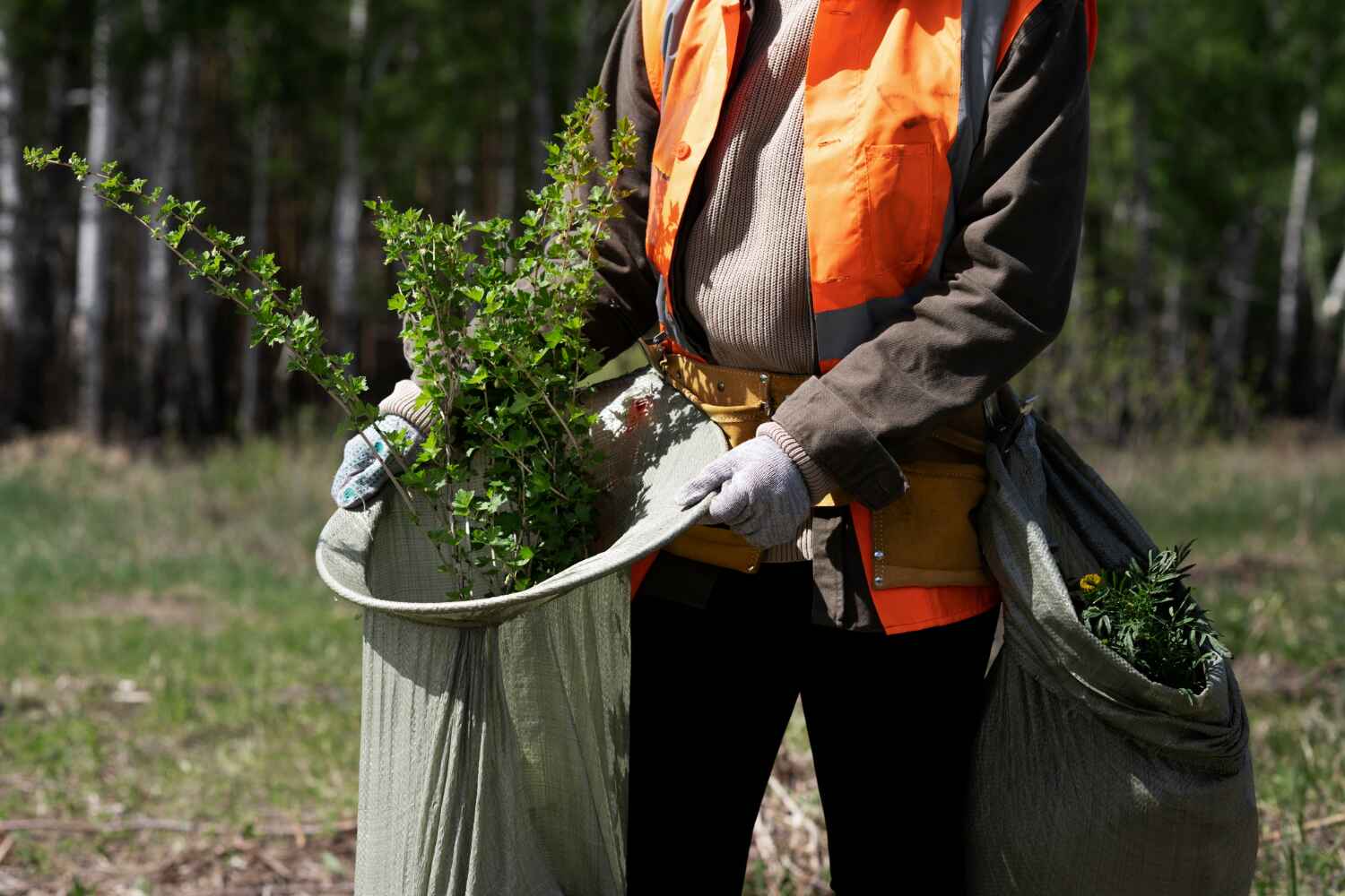 Reliable Oldsmar, FL Tree Service Solutions